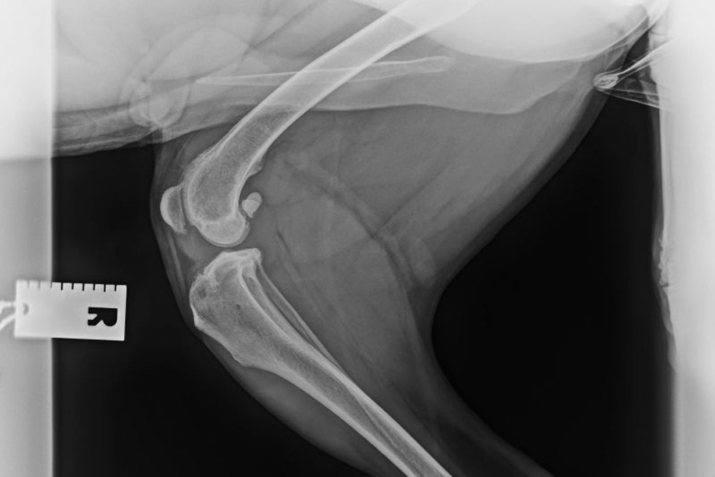 A side-on radiograph of a dog’s knee joint with a radiographic ruler in the frame