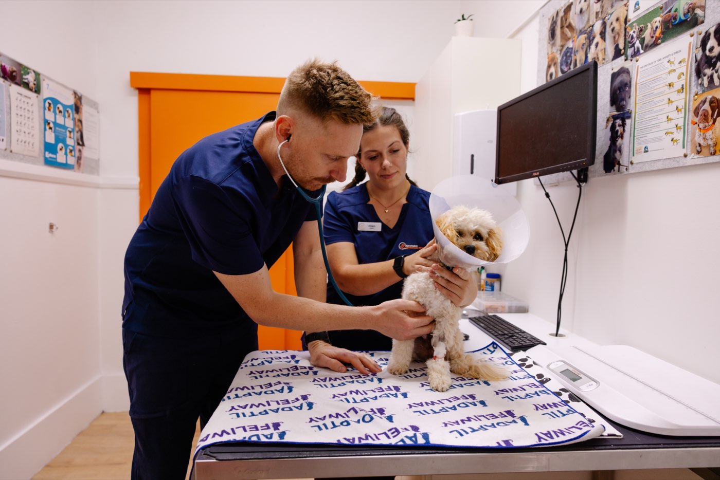 A vet listening to a small cream dog's chest with a stethoscope while a nurse steadies it on the consult table