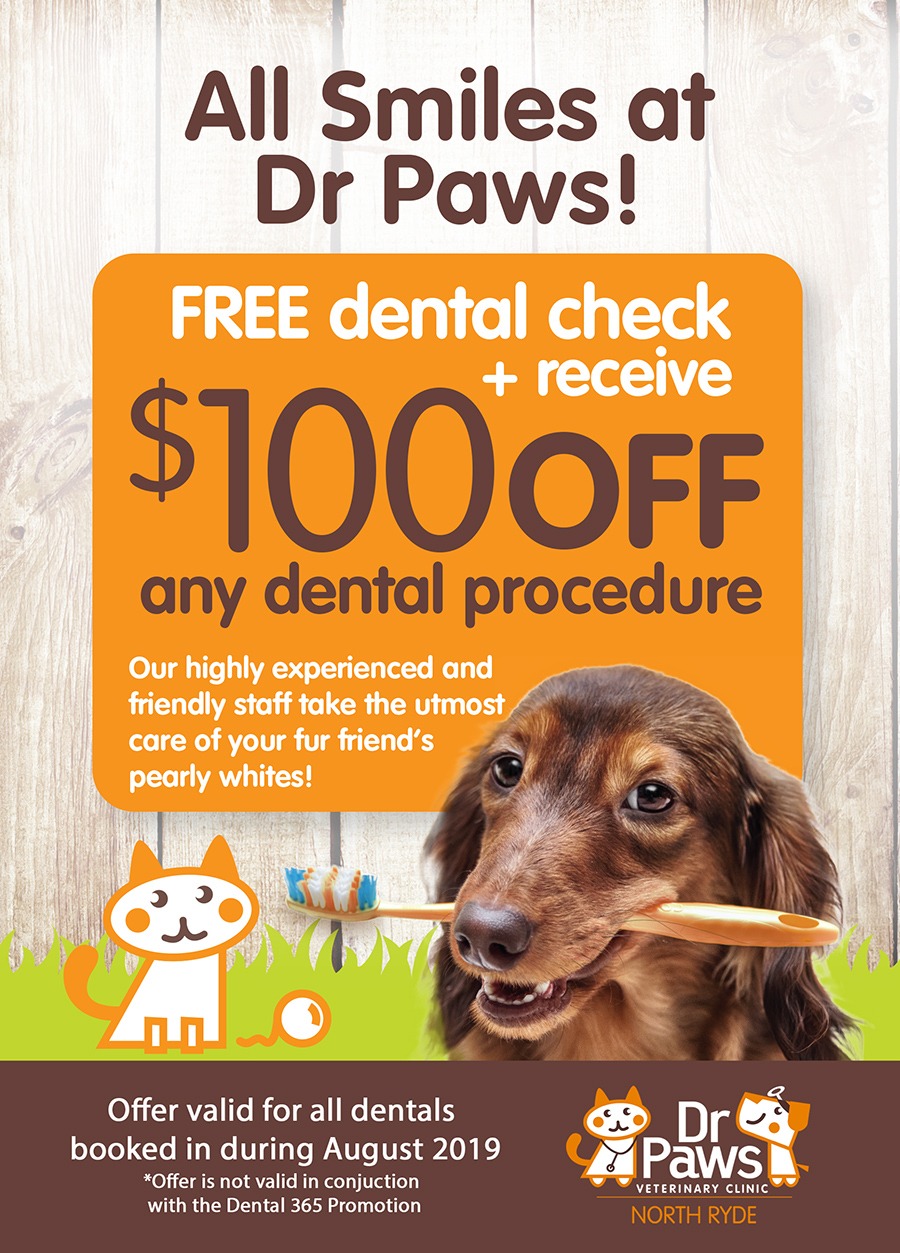 Dentistry for Dogs and Cats Macquarie Veterinary Hospital