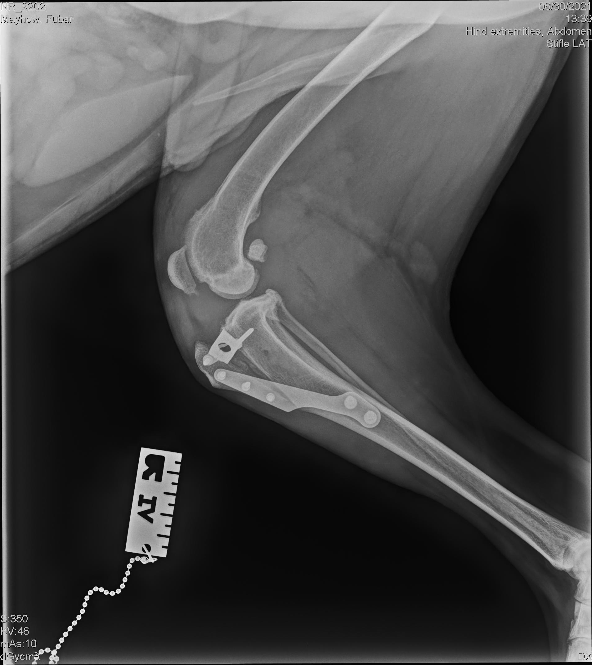 Cruciate Ligament Repairs in Dogs in Cats in Sydney - TPLO's, TTA's and ...